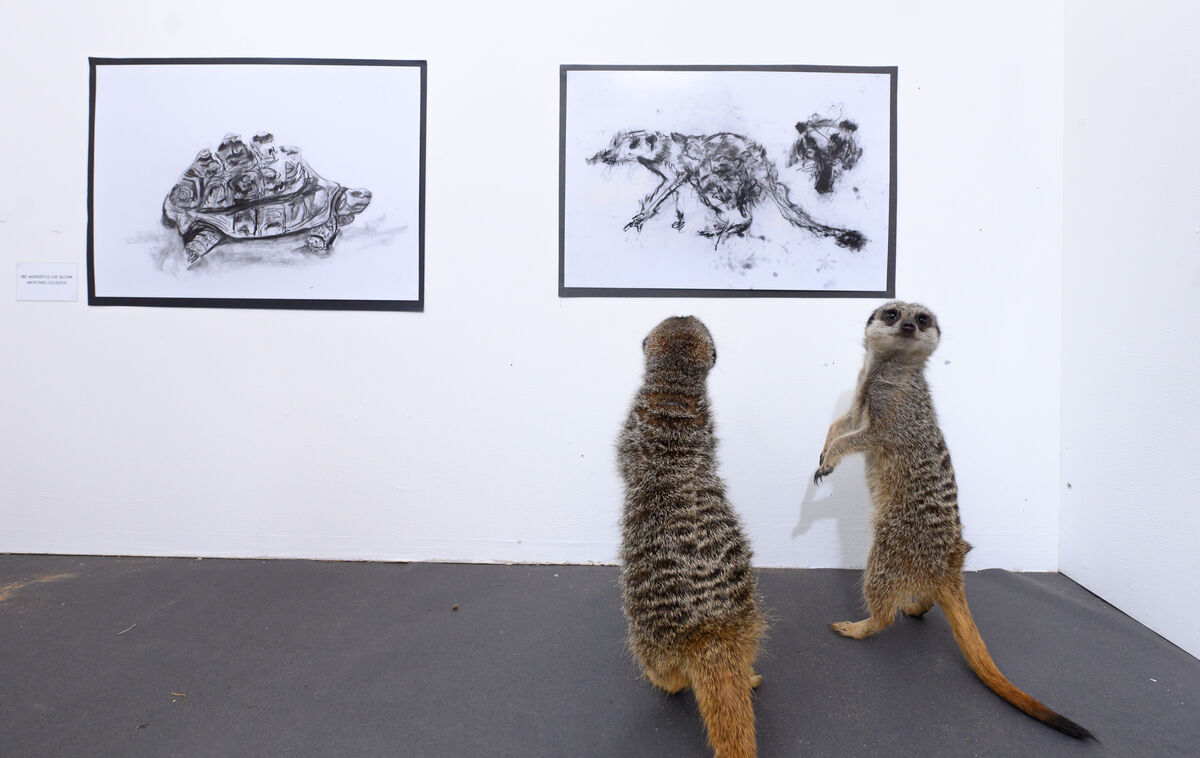 Meerkats at art exhibition