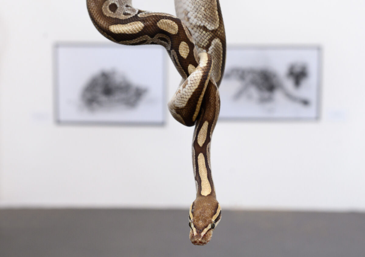 Snake at art exhibition
