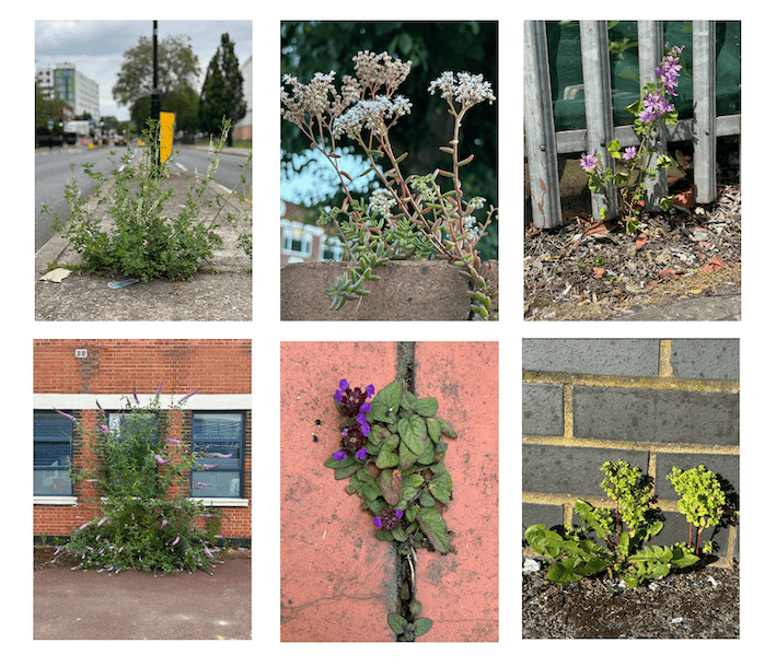 Urban Plantraits by Pati Starzykowski